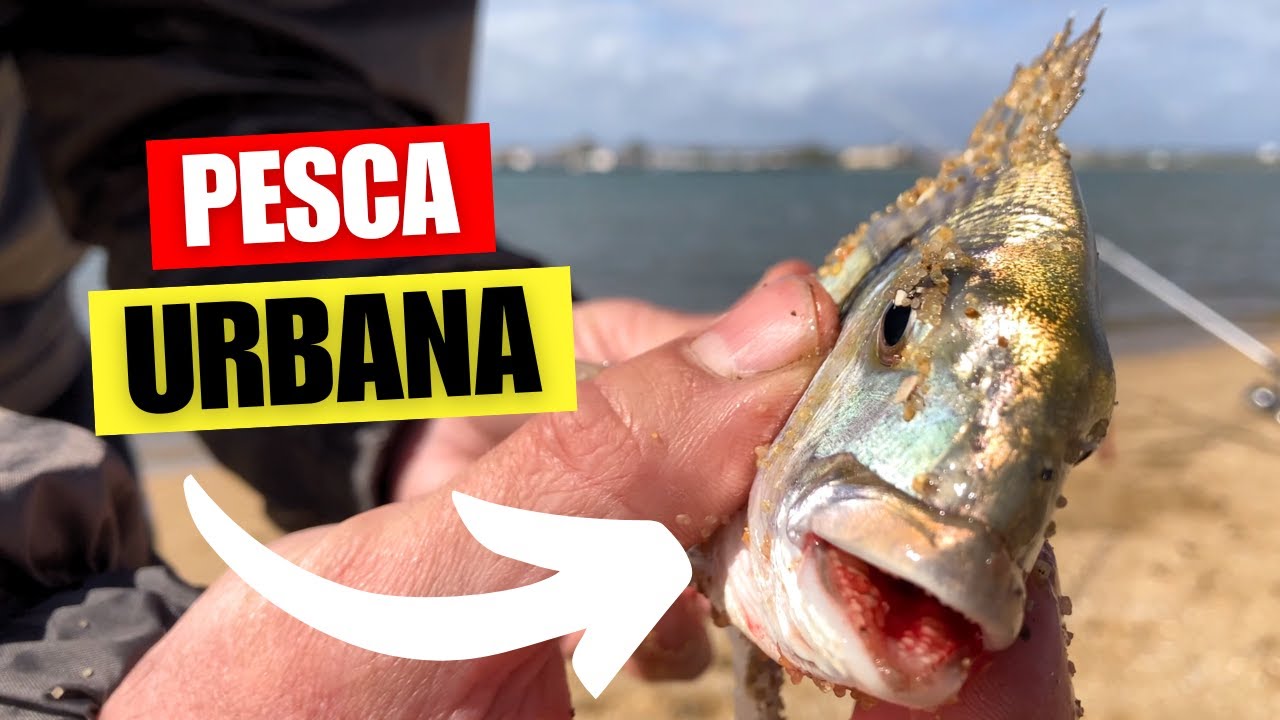 PESCA URBANA con lluvia de DORADAS - Surfcasting