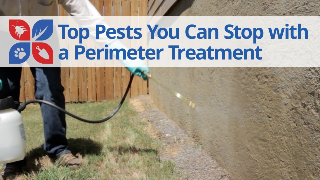 Top Pests You Can Stop with a Perimeter Treatment | DoMyOwn.com