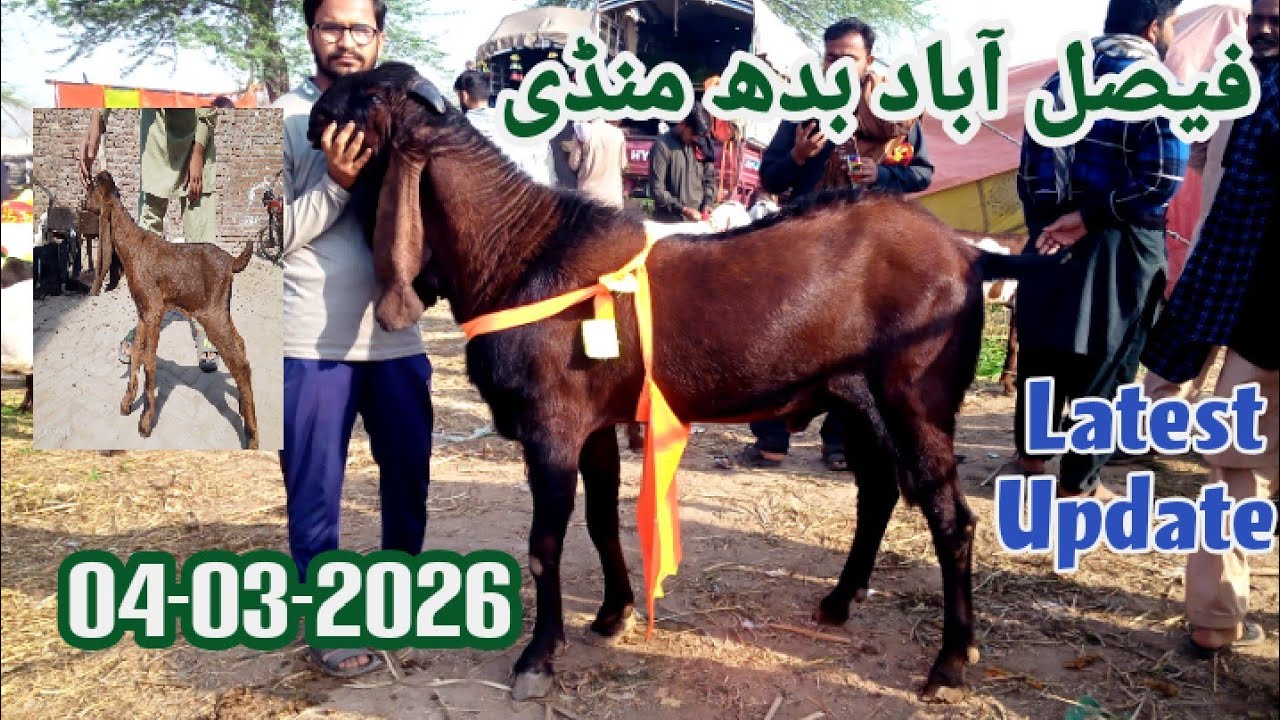 Latest Updated Faisalabad Mandi 04-03-2026