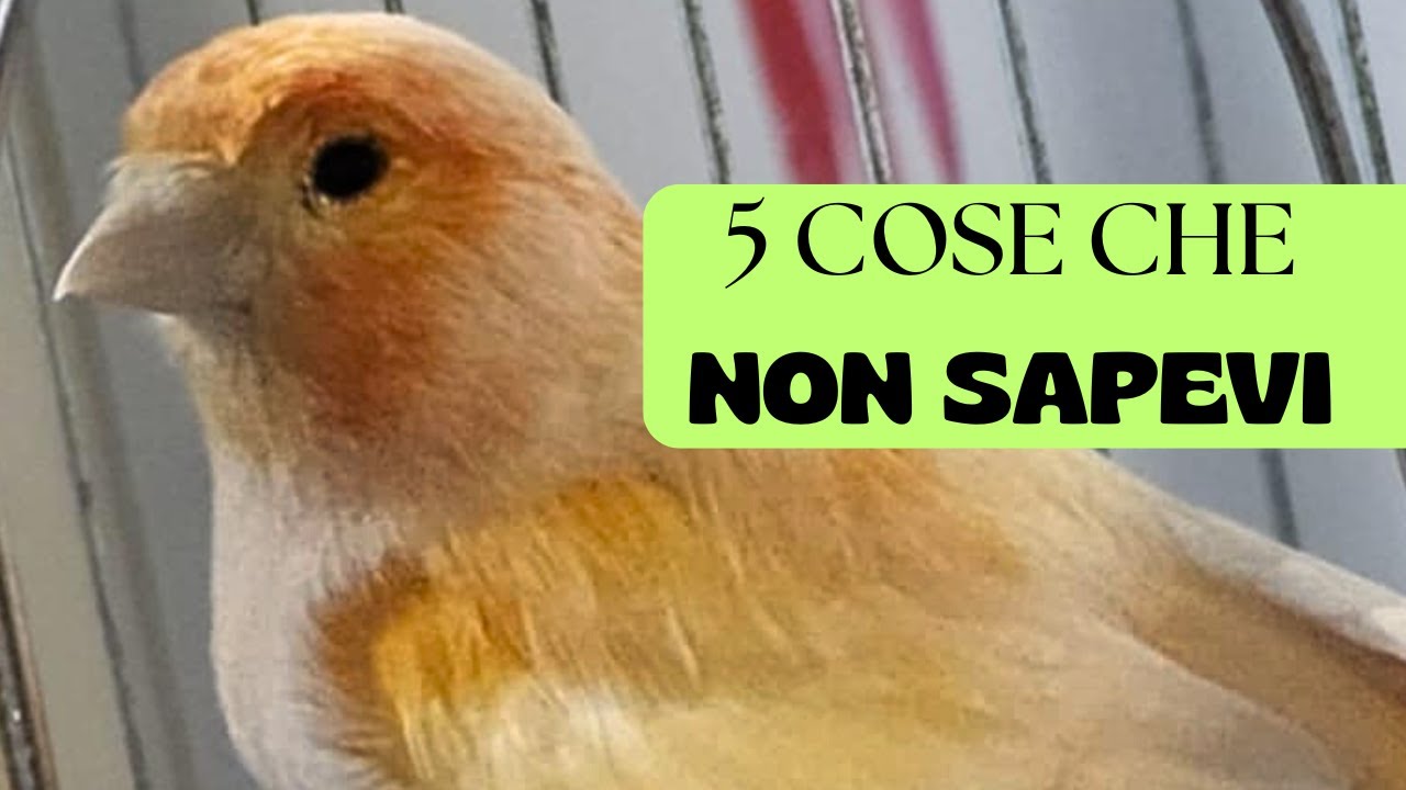5 COSE che NON SAPEVI sui CANARINI!