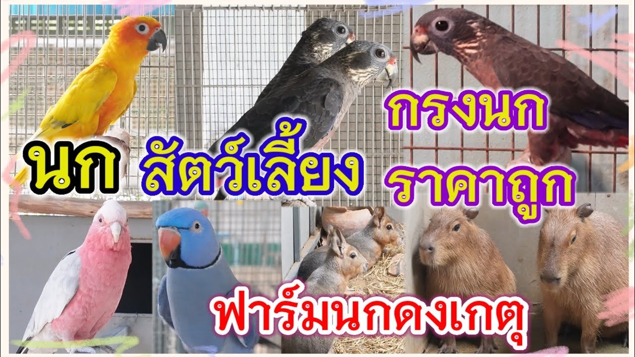 ฟาร์มนี้มีมากกว่านก นกเยอะ สัตว์เลี้ยง กรงนกราคาถูก ฟาร์มนกดงเกตุ จ.นครปฐม
