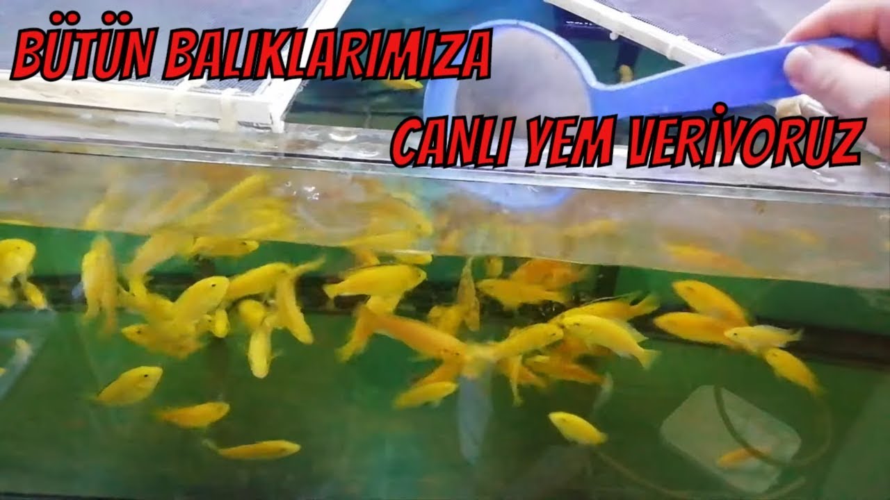 CİKLET BALIKLARI'NA CANLI YEM VERME,SU PİRESİ,LARVA