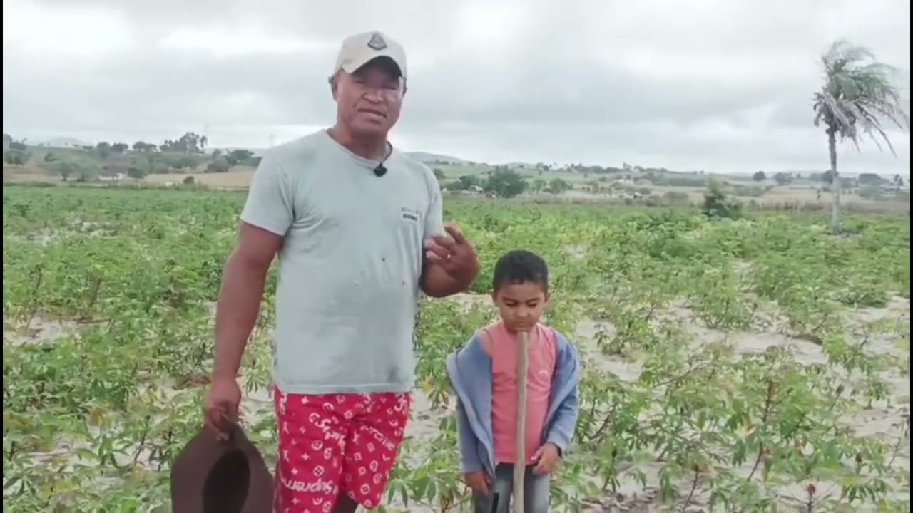 Mandioca que foi cultivada