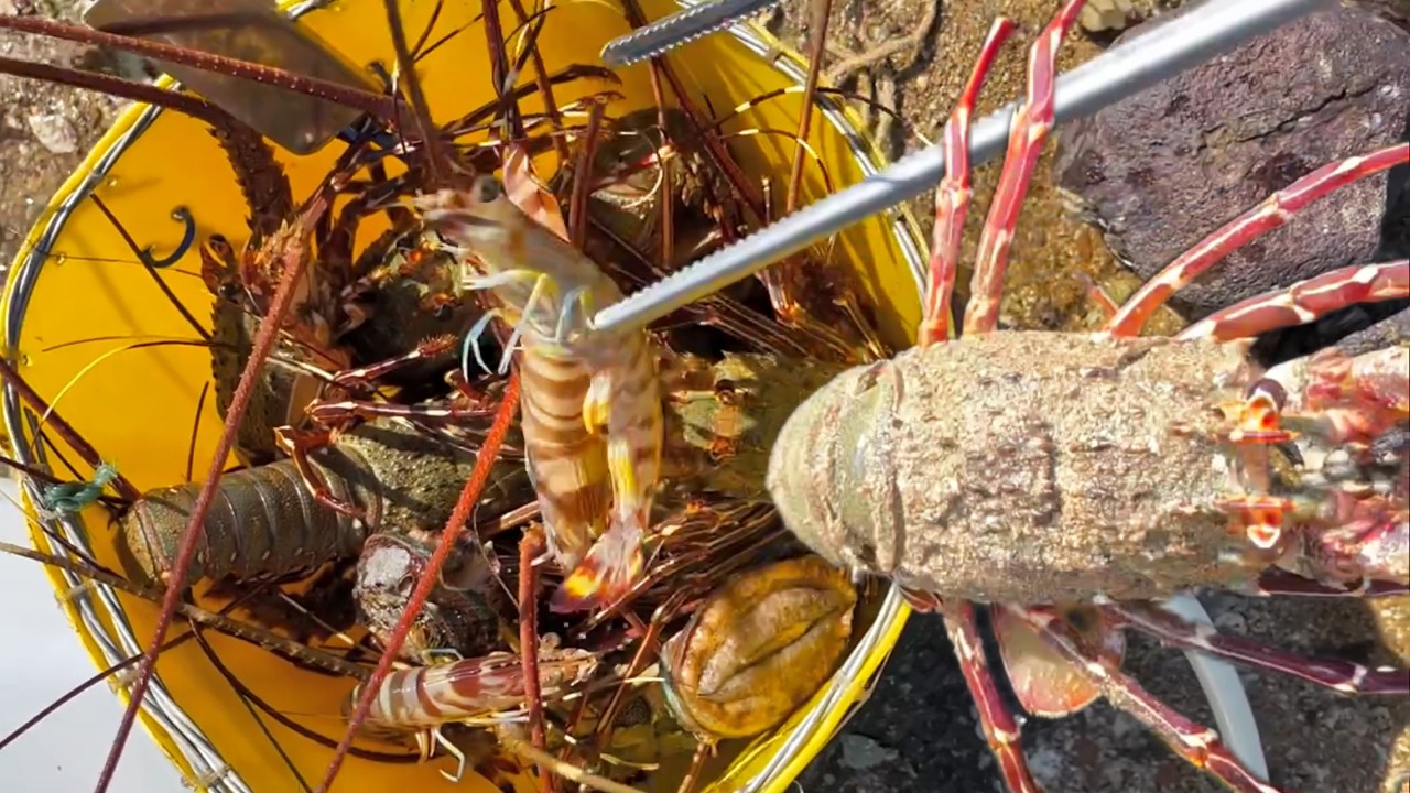 Catching stranded seafood #2 - Catching octopus, lobster, crab, fish, shrimp, sea cucumber, abalone