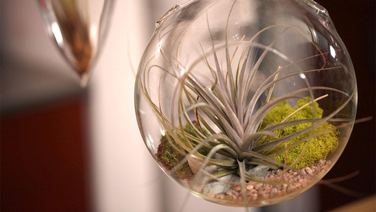 How to Make Air Plant Terrariums