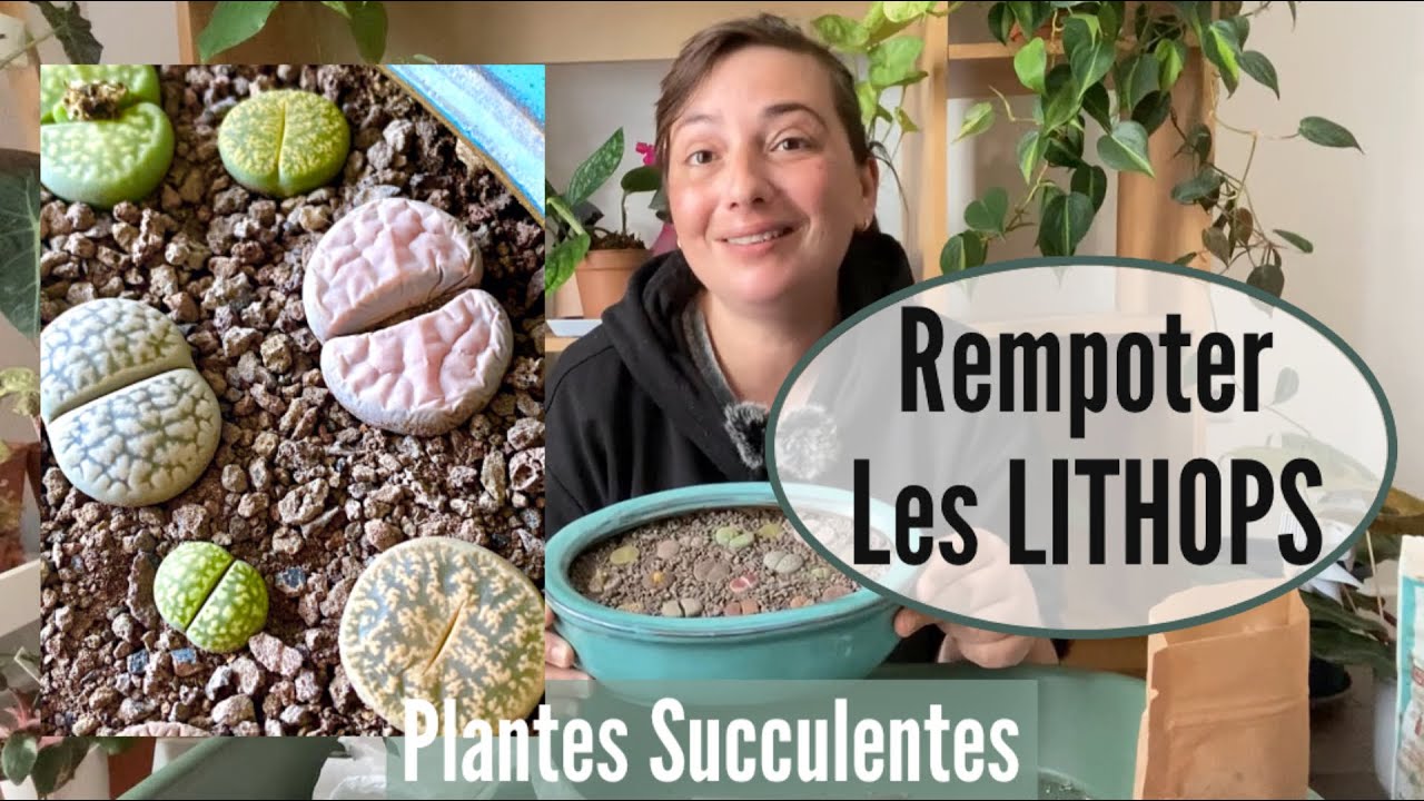 JE REMPOTE MES LITHOPS (PLANTES CAILLOUX, PIERRE VIVANTES) | REMPOTER DES PLANTES SUCCULENTES