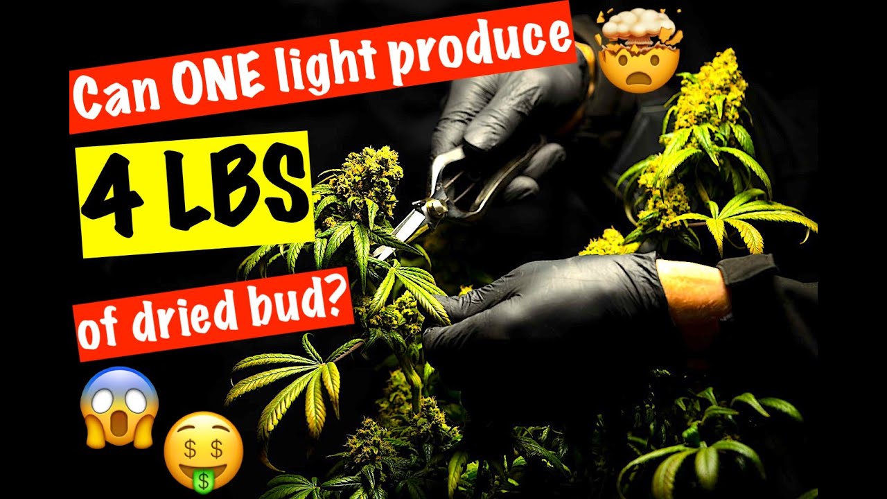 Can this LED Grow light produce a 4 POUND HARVEST in 4x4!?! | Mars Hydro FC-E 4800 Review