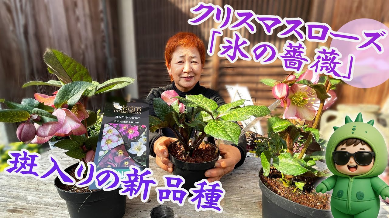 【次世代のクリスマスローズ】大人色の斑入り葉にローズピンクの花が美しい童仙房の氷の薔薇の新品種「ミンディマーブル」【園芸】【ガーデニング】