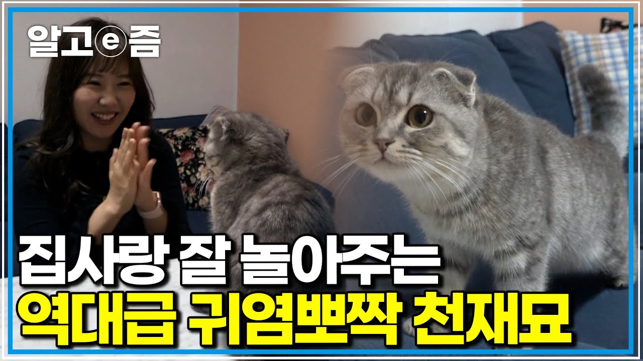 역대급 천재묘 등장! 종부터 젠가까지 척척, 집사 말 다 알아듣는 고양이이 천재묘의 한계는 어디까지일까?｜고양이를 부탁해｜알고e즘