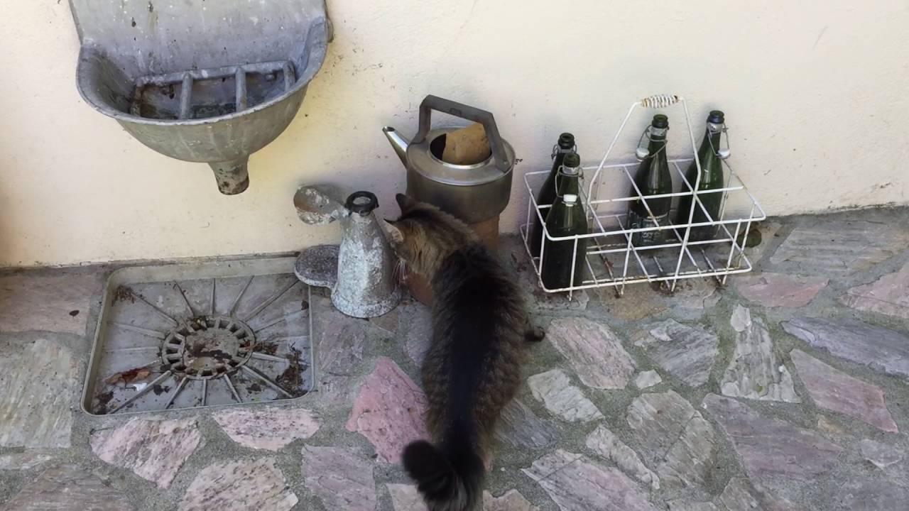 chat qui chasse une souris