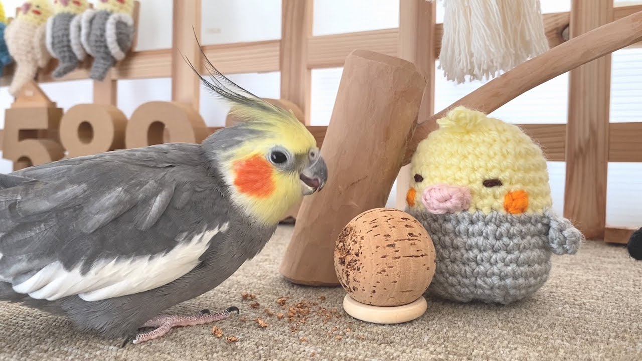 出窓やクッションを直して快適に♬オカメインコこはくさん