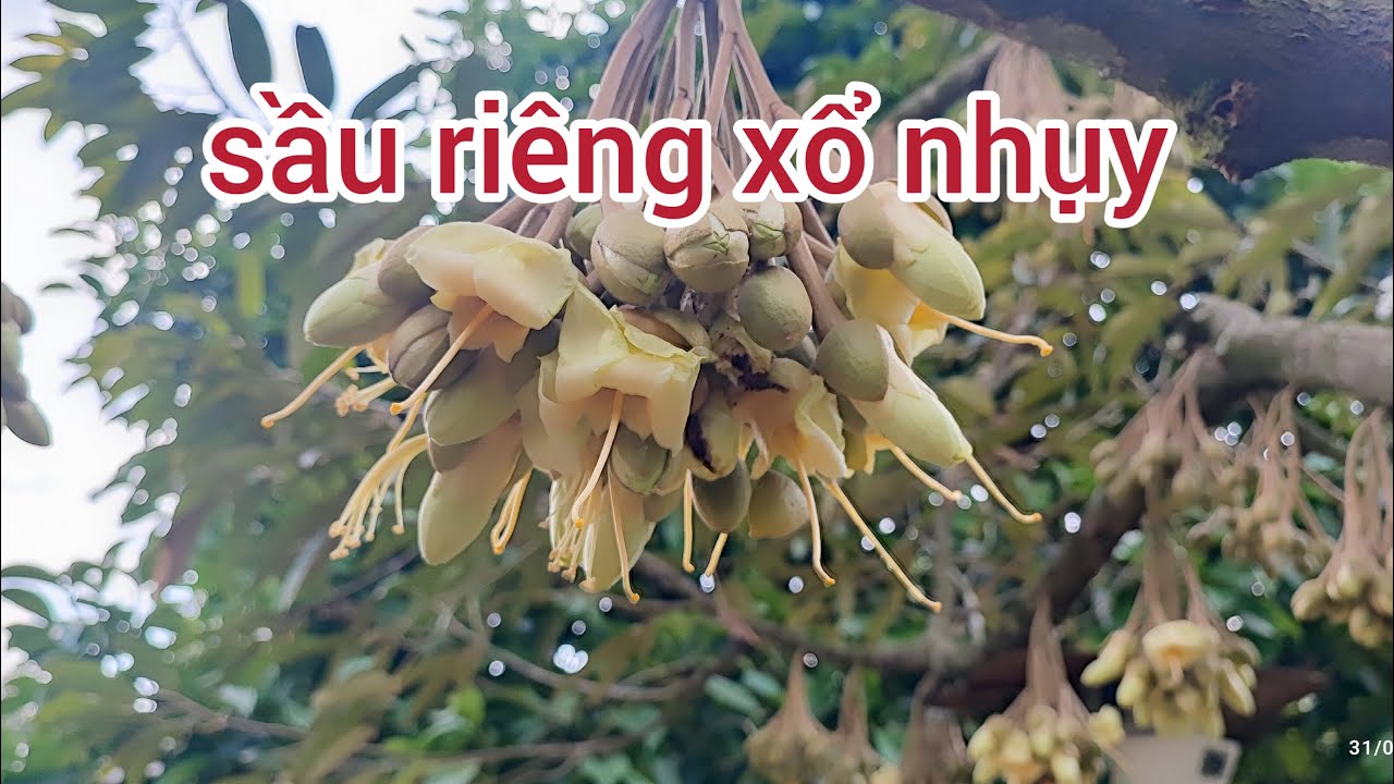 vườn sầu riêng nhà mình