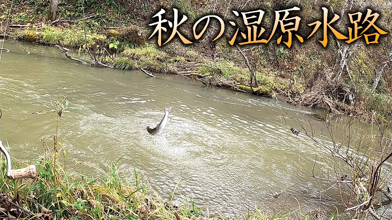 濁りの湿原水路を一人歩き、足元から飛び出してきた魚は…