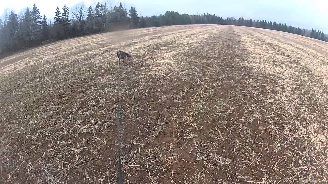 Dog Training - Tracking Through Drive