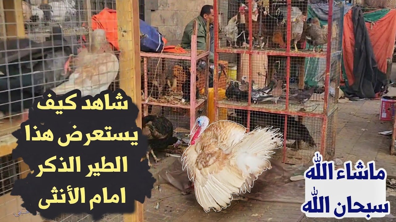 سوق الطيور من صنعاء القديمة في رمضان سبحان الله العظيم والأجواء الجميلة 🌙