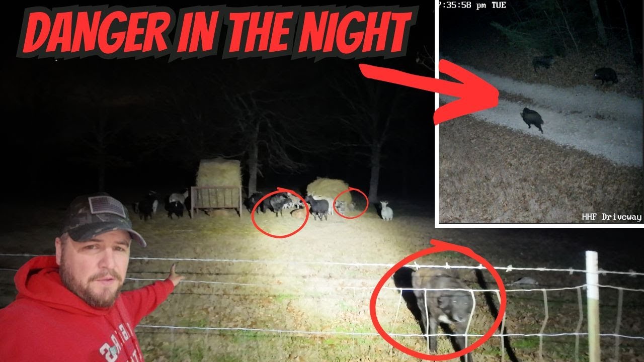 GIANT GUARD DOGS Protect Everyone From UNWANTED VISITORS In The Night - Caught On Security Camera