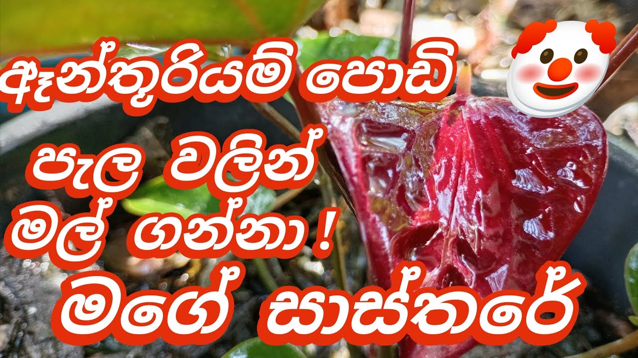 ඇන්තූරියම් පොඩි පැලයේ  මල් ගන්න රහස් ක්‍රමය   😀  සරලව 