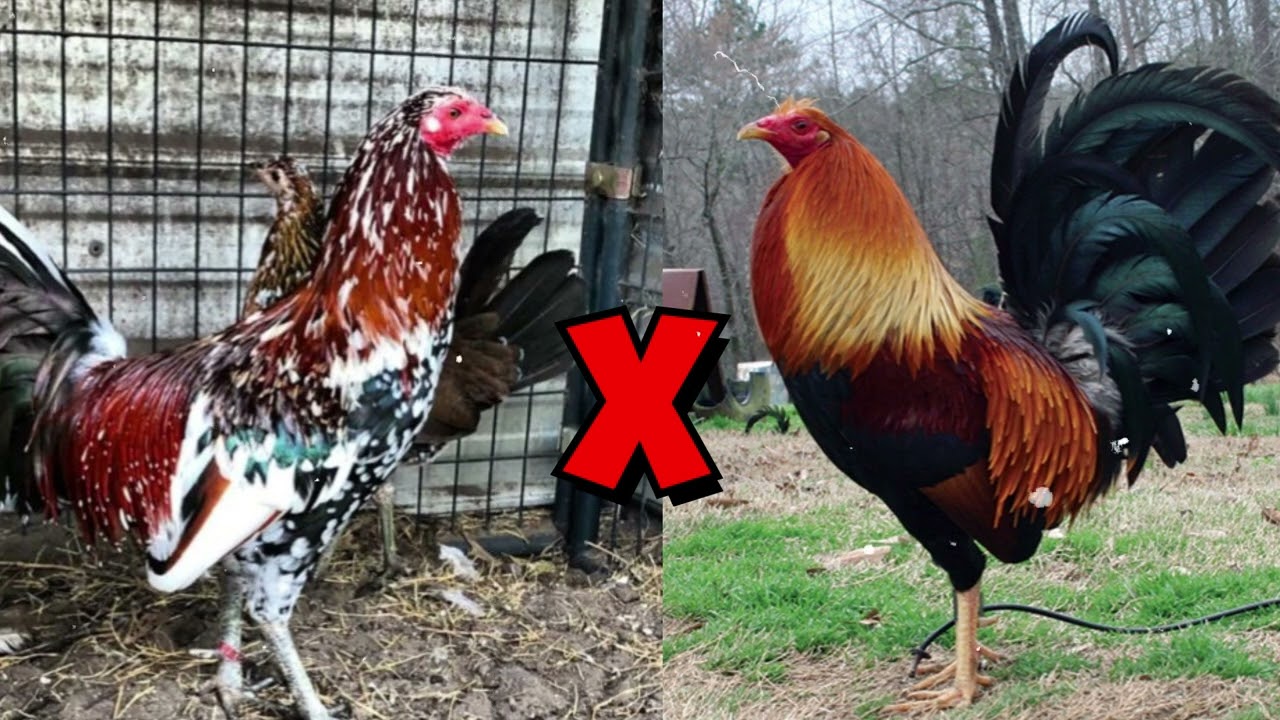 5 Powerful Crosses That Improve the Whitehackle Bloodline