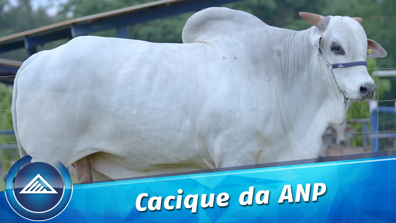 Cacique da ANP