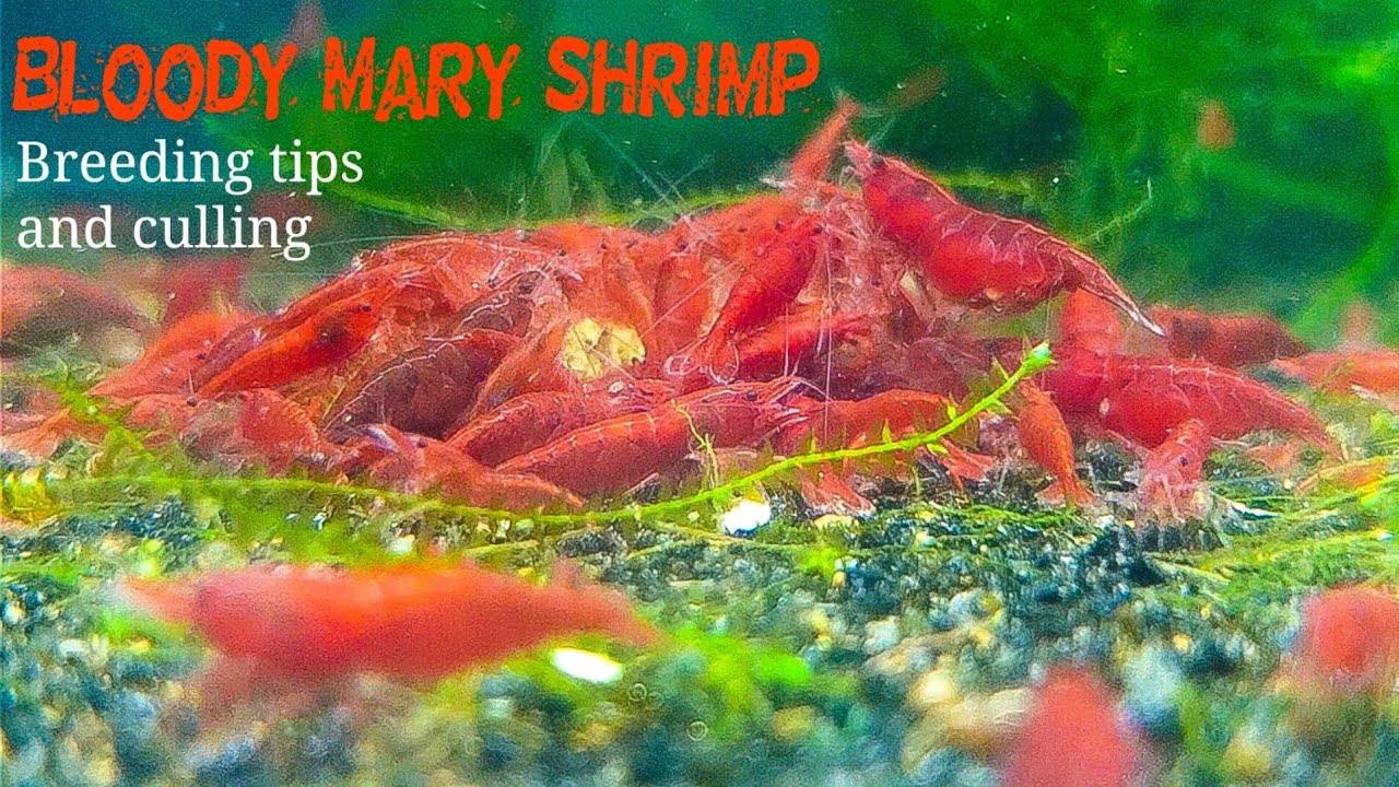 Bloody Mary Shrimp Breeding Tips and Culling