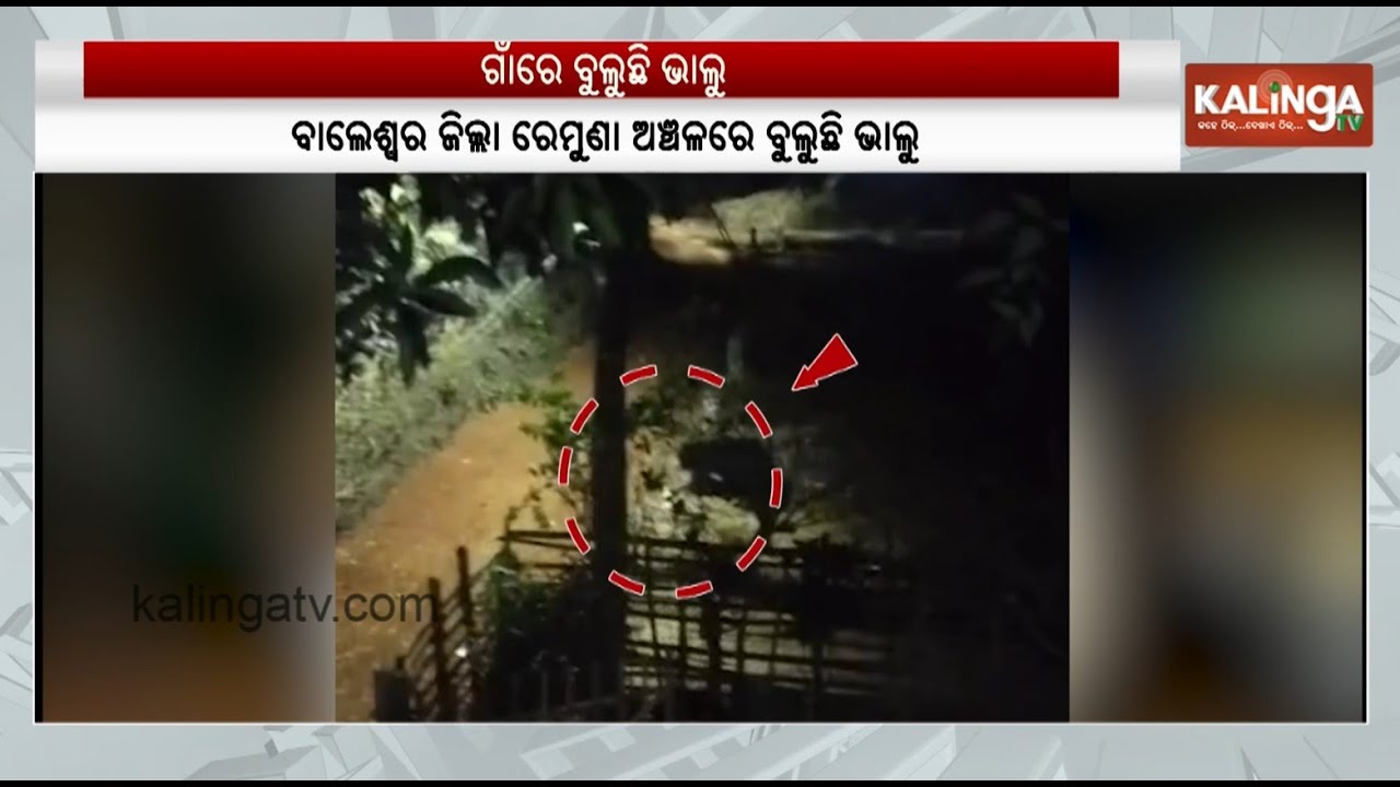 Panic in Remuna as Bear Attack Leaves Woman Critically Injured | Kalinga TV