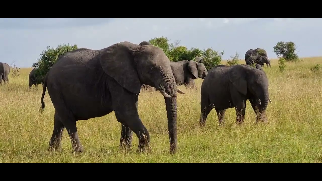 Maasai Mara Evening game drive #maasai_mara_sightings #maasai #maasaimara#wildernesslife #wildbeest
