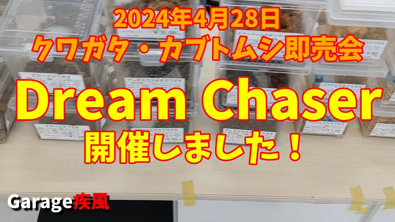 即売会 Dream Chaser 開催しました。　準備中の出店者との雑談を少々・・・。　#クワガタ #カブトムシ