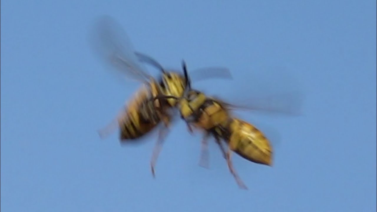 Wasp (Vespula germanica) in flight. Deutsche Wespe im Flug