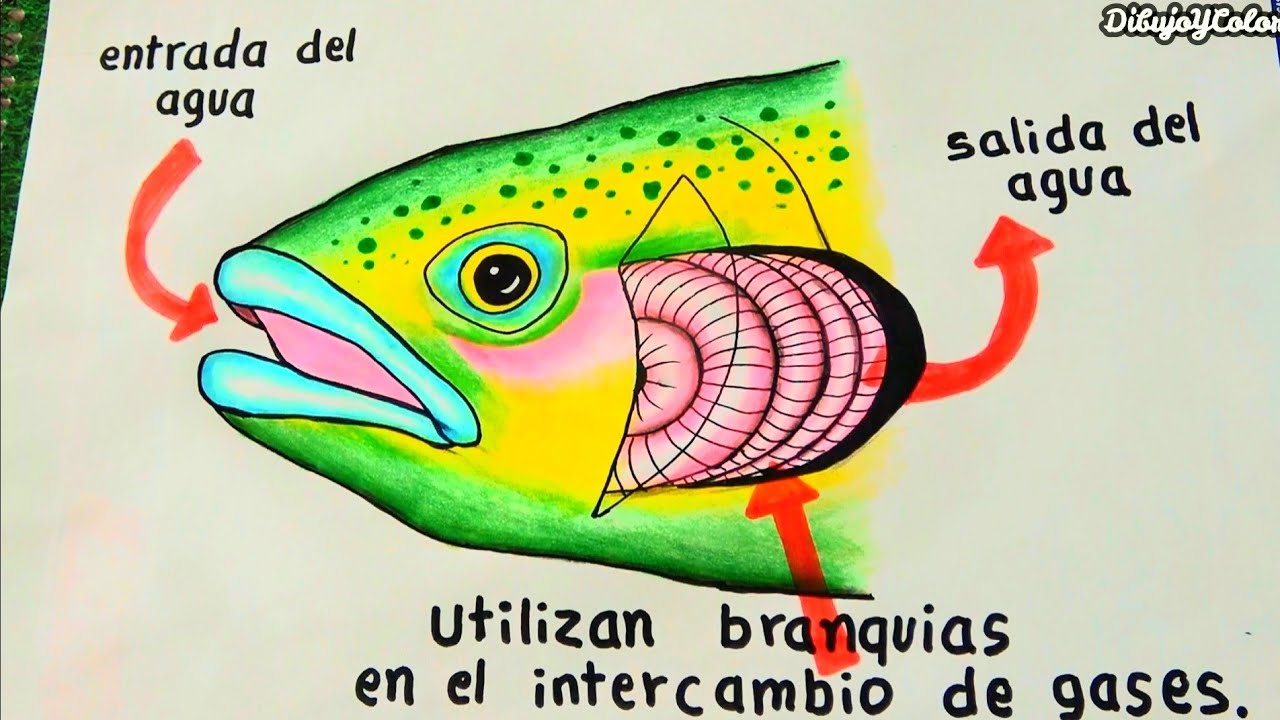 Respiración de los peces / DibujoYColor