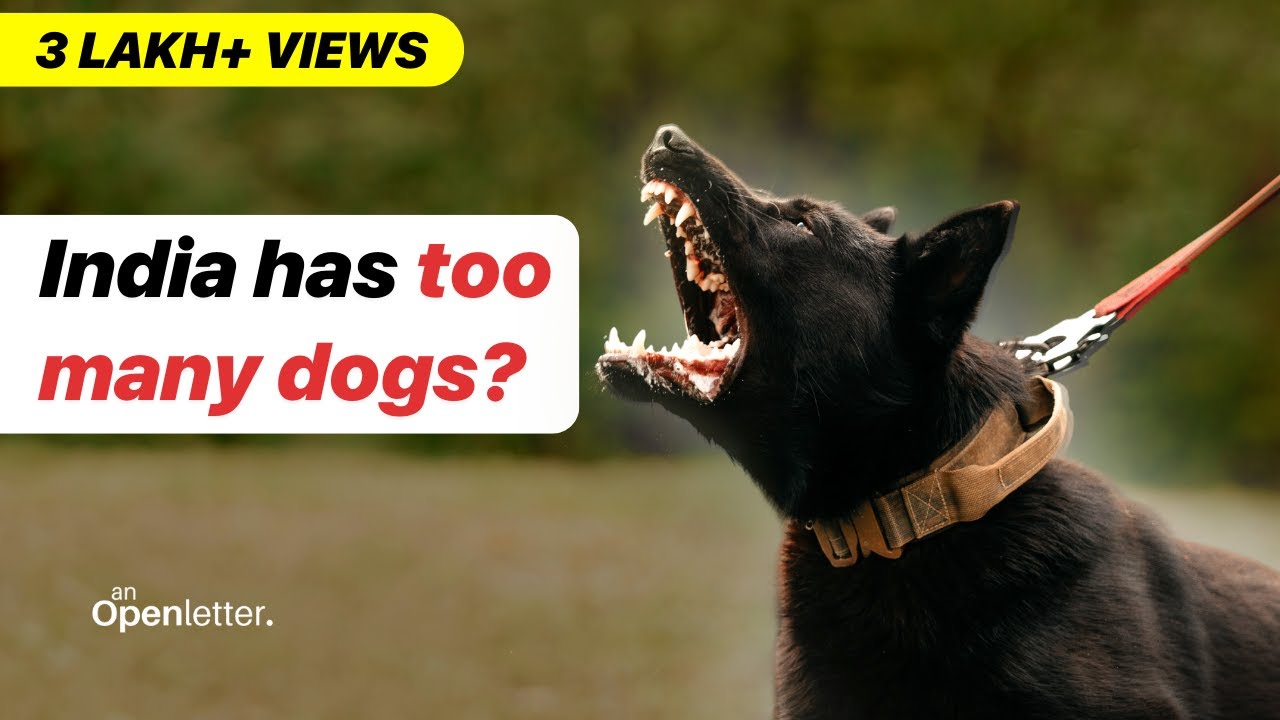 India has a HUGE Stray Dog Problem, Here is Why | An Open Letter