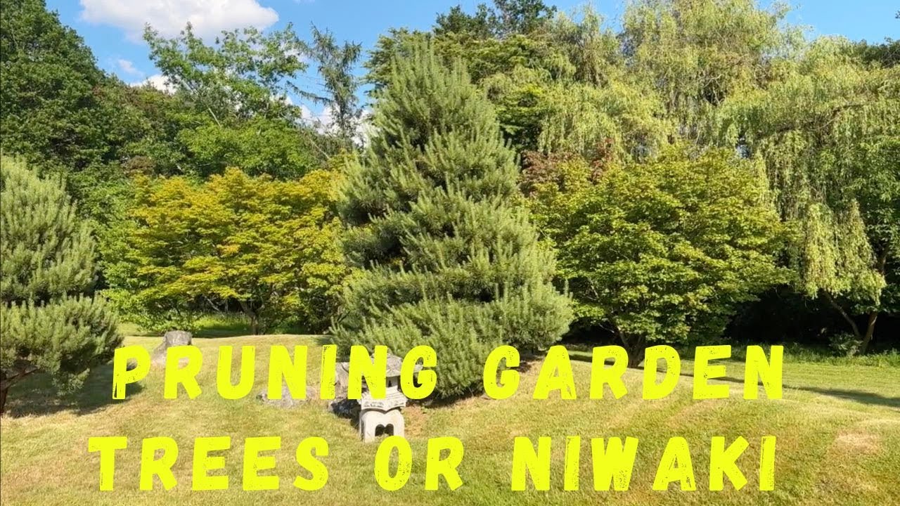 Pruning Garden Trees or Niwaki