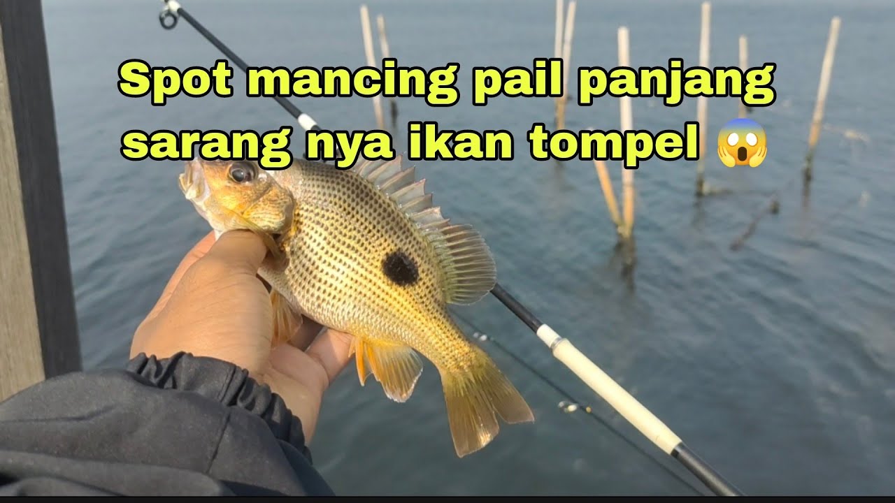 Spot mancing liar|| PAIL PANJANG MUARA TAWAR BEKASI