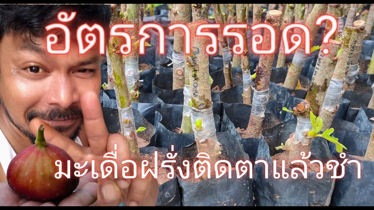 มาดูอัตราการงอก #มะเดื่อฝรั่งติดตาใส่ตออุทุมพร แล้วนำไปปักชำ
