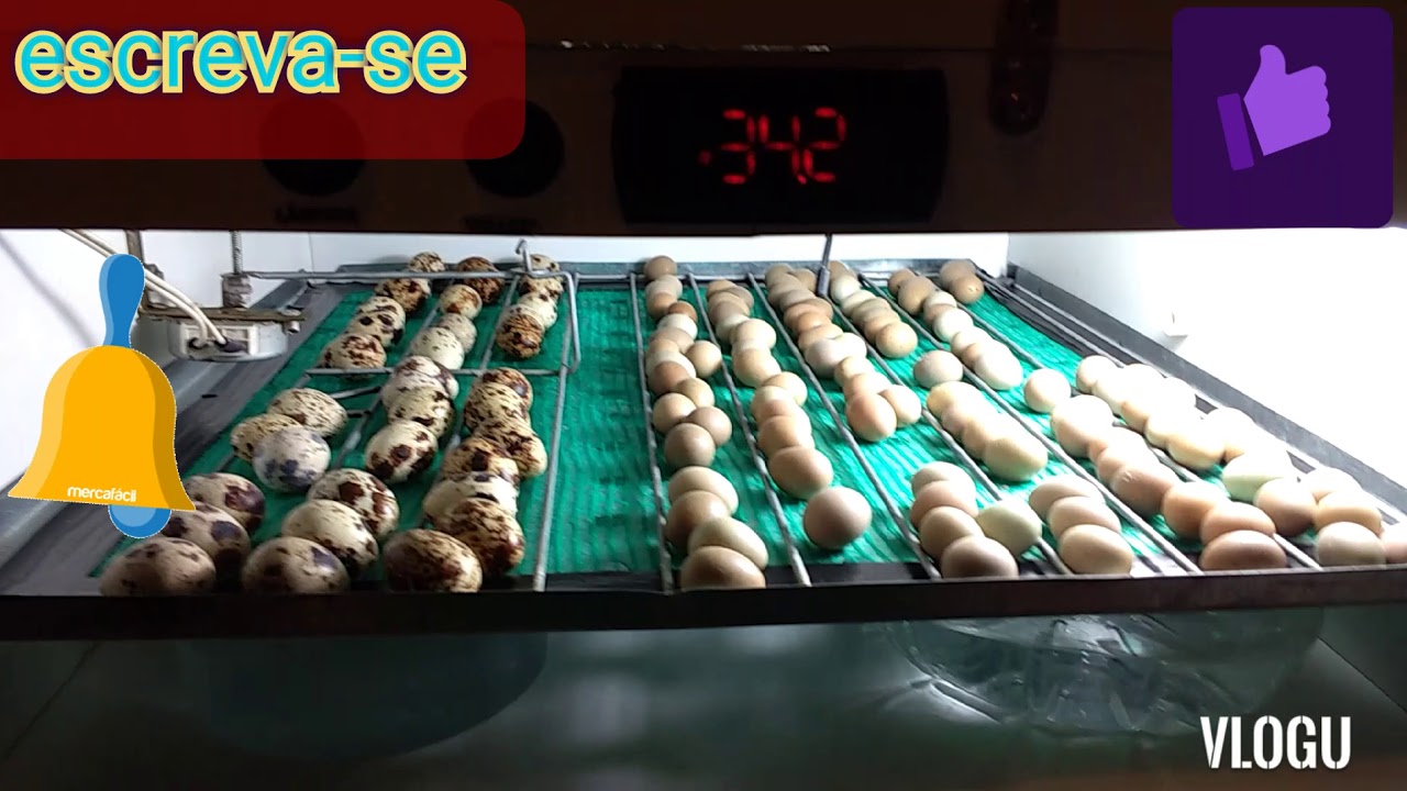 chocando ovos de codorna chinesa