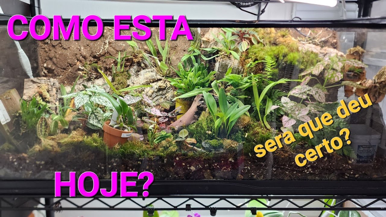 TERRARIO de orquideas,como estao as orquídeas?