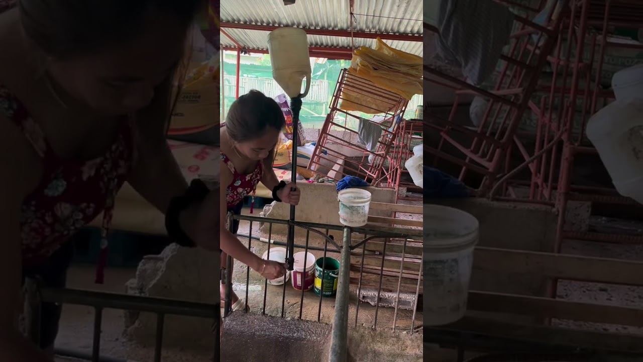 Owner Surprised by His Pet Pig! #PetPig #FunnySurprise #ViralReaction