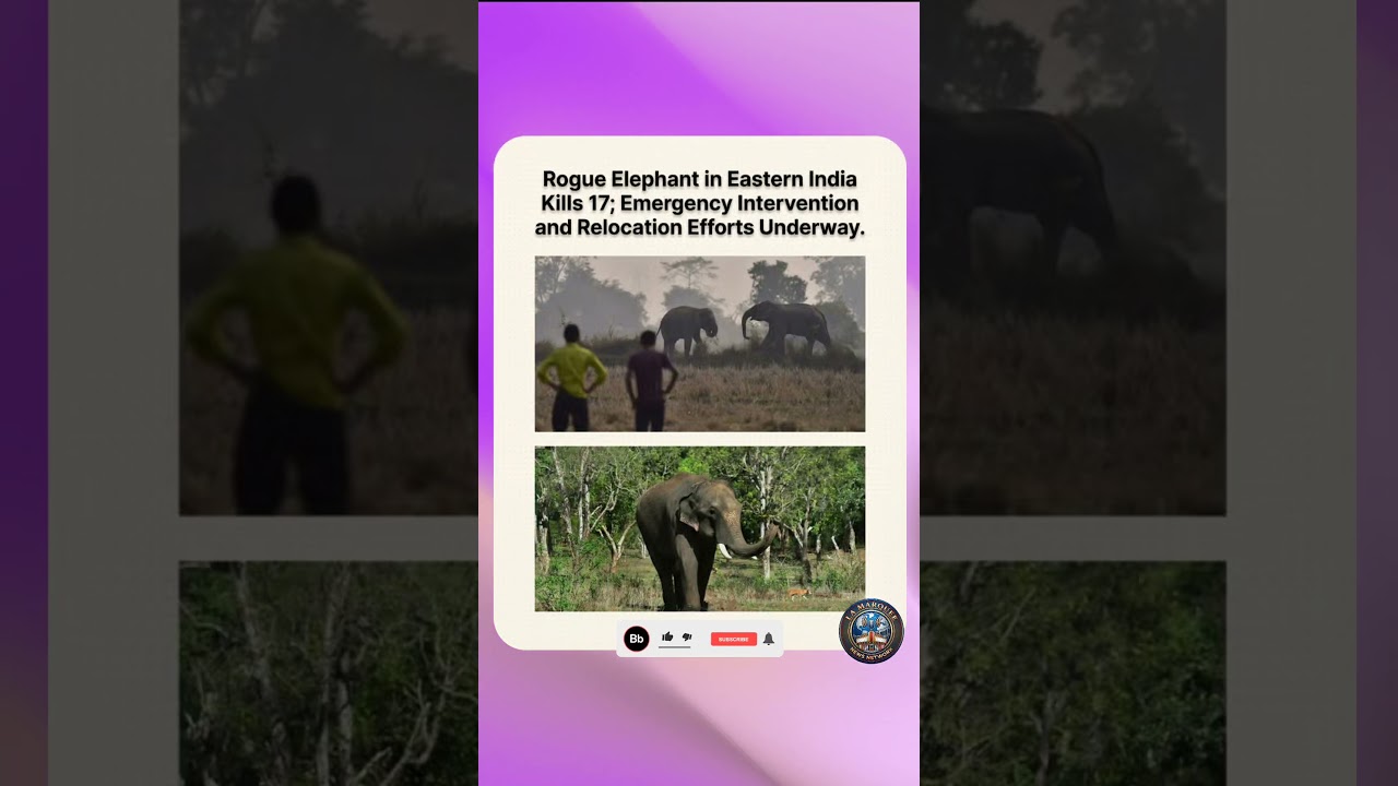 Rogue Elephant Kills 17: Emergency in India! 🐘 