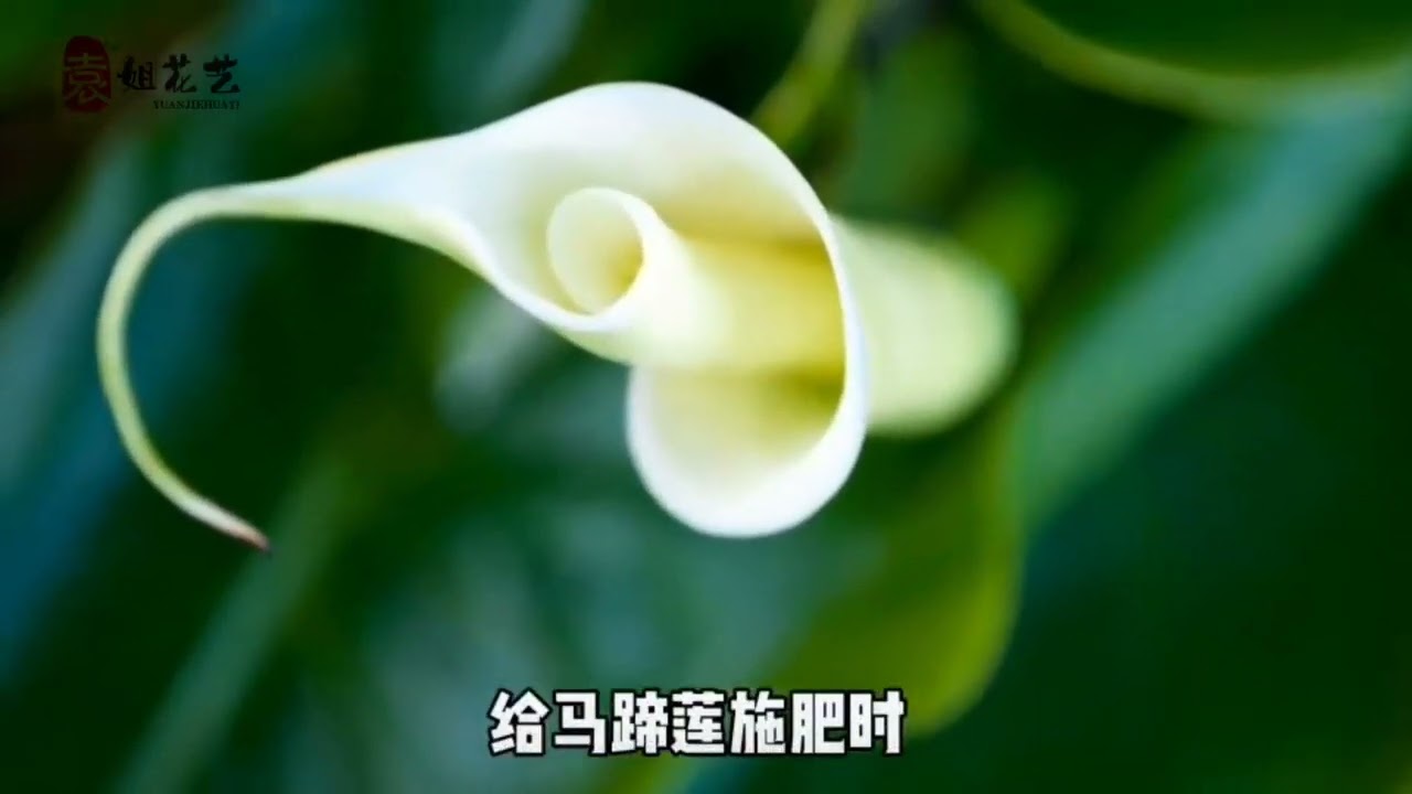 马蹄莲花谢后怎么养？教你五招让它再次绽放