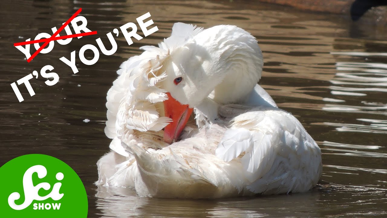 Animals Have Grammar Too - A Little Birdie Told Us