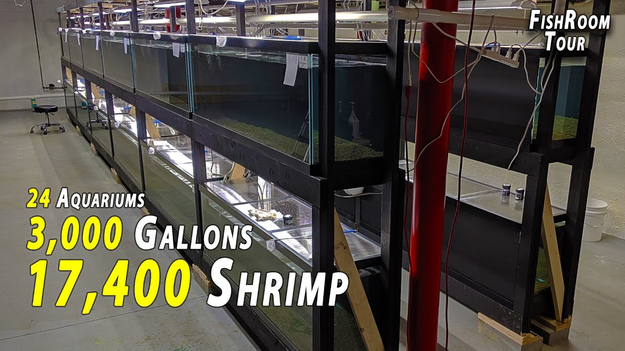 Our LARGEST Fish Room YET... 3,000 Gallons of SHRIMP Tour!