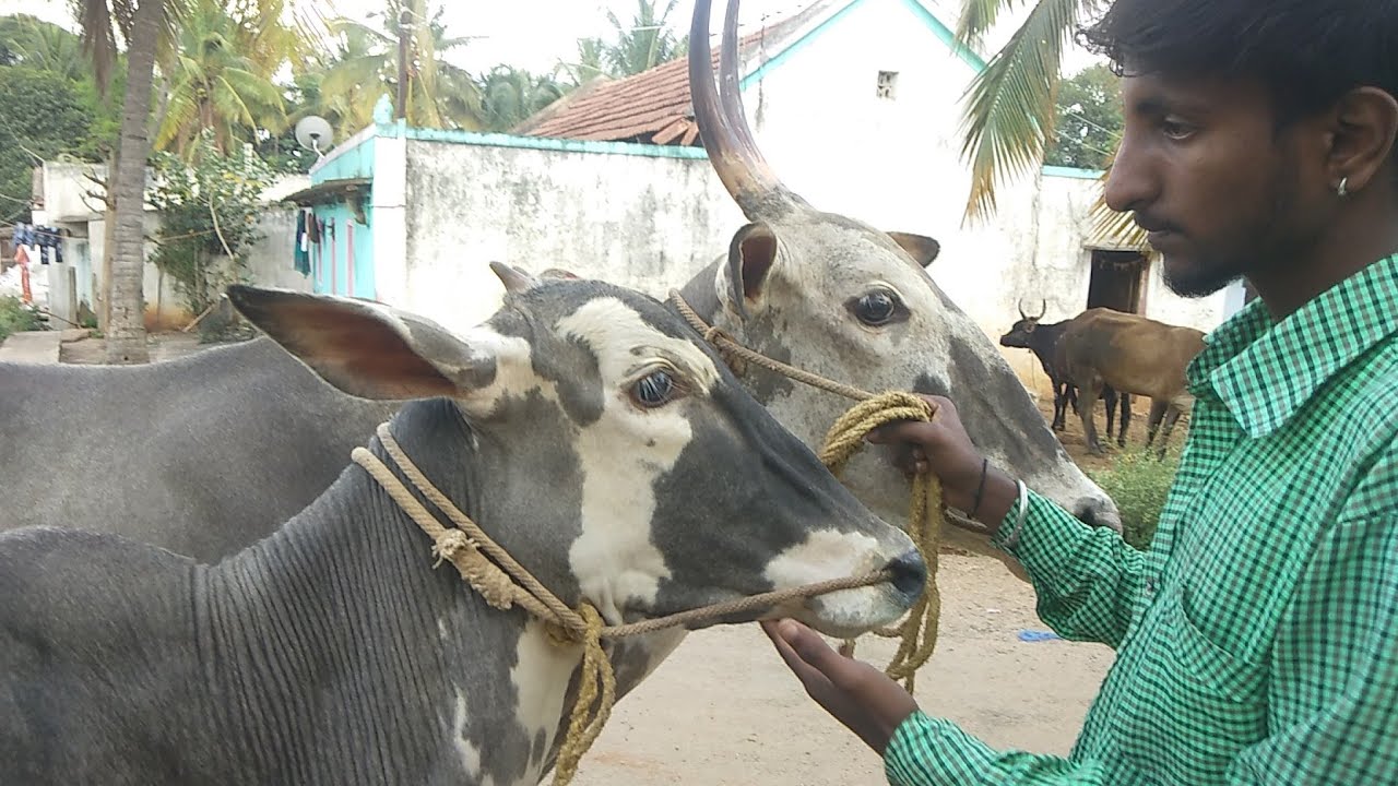 #Highly bred bull calf in Manganahalli,Bengaluru