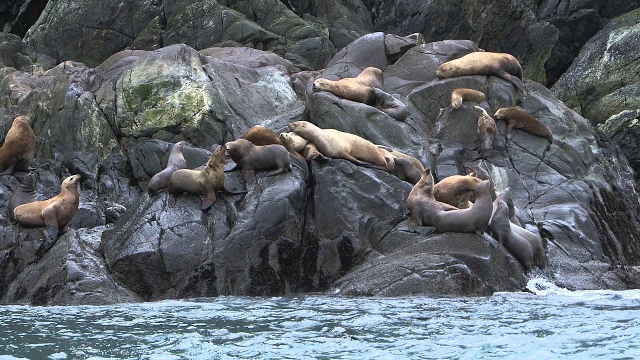 Sea Lion haul-out on the Inian Islands