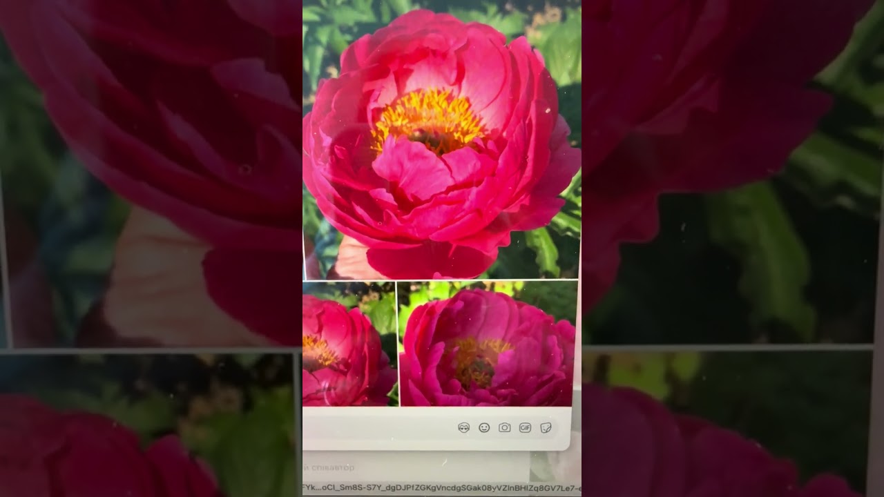 Peony 'Tropicana' (Jack Nordick , 2012)