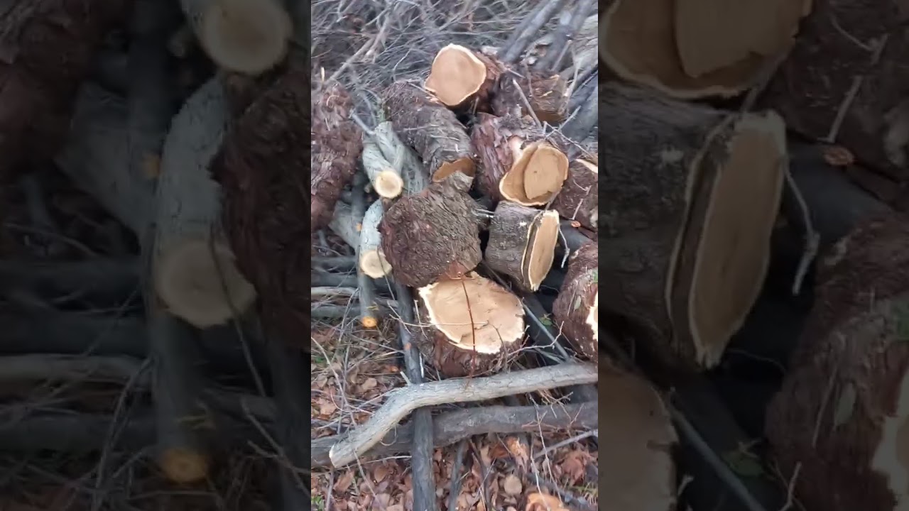 Kışlık odun ve bahçe temizliğine devam ediyoruz.