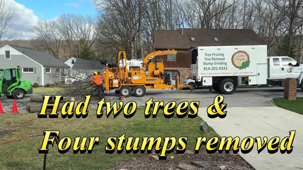 Lofty Heights Tree Service in action
