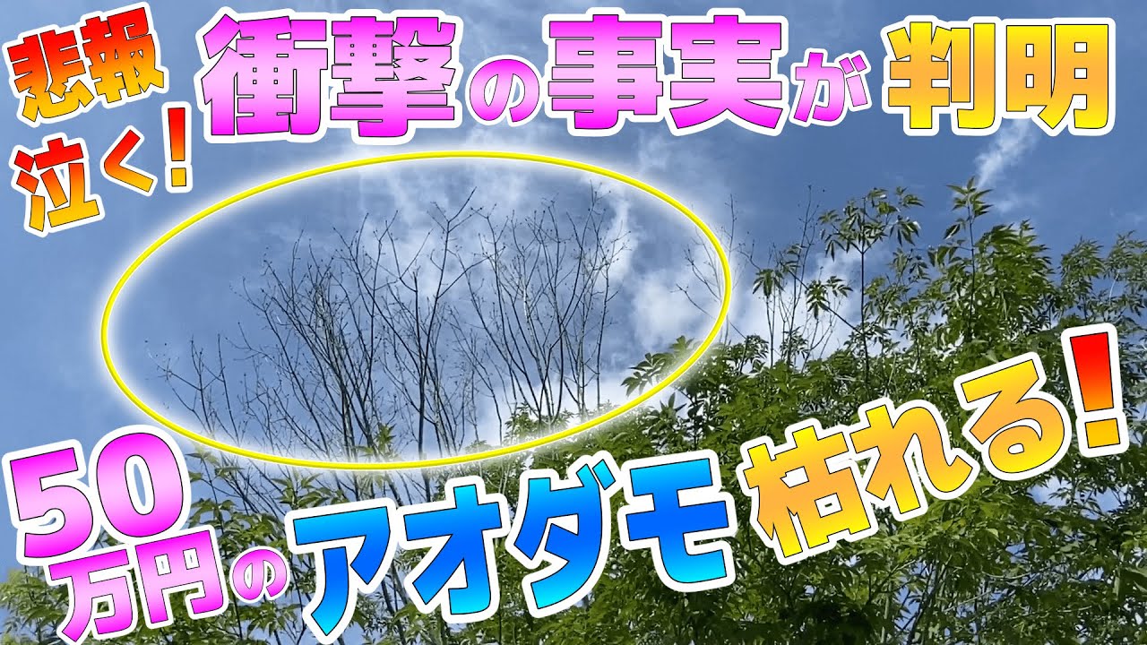 【芝生と雑木の庭】仰天！巨大アオダモが枯れた！衝撃の事実が判明！