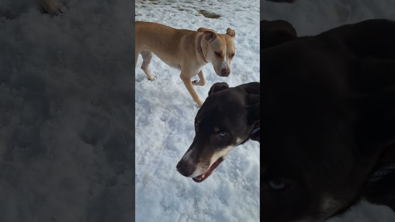 Dogs Being Silly (Outside Edition) #Dogs #Cute #Funny