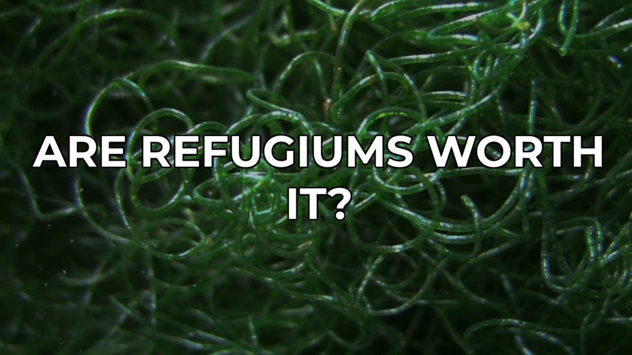 Are Refugiums Worth It? | Mike Paletta, Sanjay Joshi, Marc Levenson