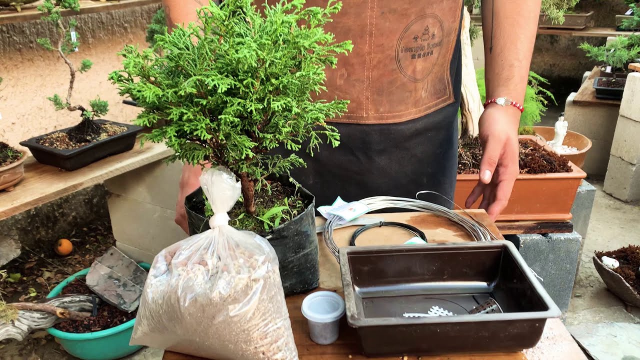 ⛩ Tutorial Kit De Bonsai Para Principiantes ⛩ / Trabaja tu árbol desde cero