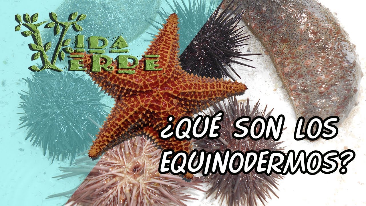 Vida Verde Presenta: Los Equinodermos
